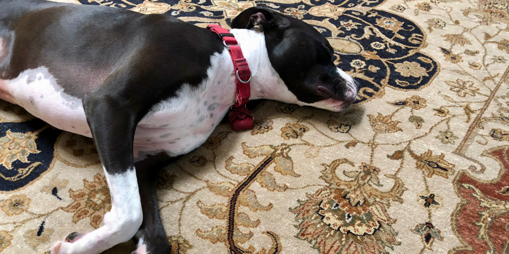 Rug Cleaning Madison 20 OFF Any Rug Cleaning